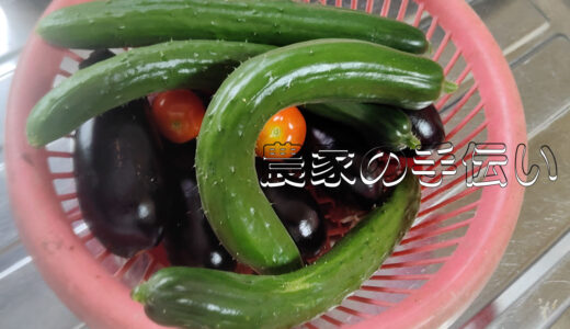 農家の手伝いをしています