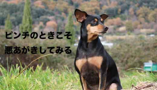 ピンチのときこそ悪あがきしてジタバタするのがいいのかも